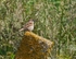 Tree Sparrow
