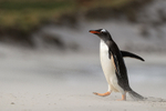 Gentoo Penguin walking, Leopard Beach, Carcass Island, Falklands