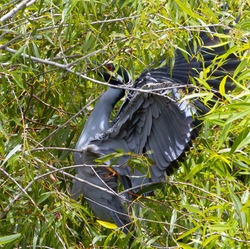 Yellow Crowned Night Heron _0026
