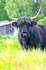 Highland Cow - 8787