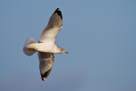 Ring-billed Gull