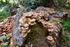 Fungus_ACP_8452