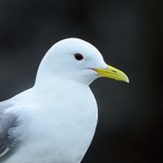 Kittiwake close-up, Farne Islands