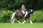 WJ7_2317