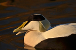 Eider