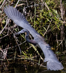 Tricolored Heron _0008