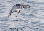Arctic Tern 3