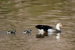 Andean Geese, adult & chicks, Chile