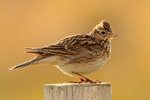 Skylark portfolio