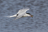 Common Tern