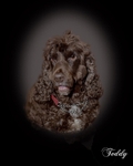 200128-untitled-Teddy2-Edit