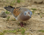 Turtle Dove looking for food, Otmoor RSPB
