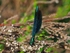Beautiful Demoiselle