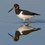 Oystercatcher reflection in Brownsea Lagoon