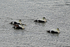 Eiders