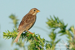 Corn Bunting 081012