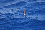 September 2008 - Cory's Shearwater