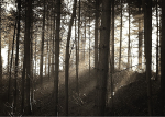 Winter Sun through Trees