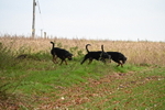WJ6_9368