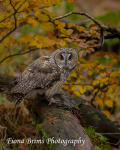 wow woodland walk-83
