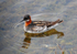 Red-necked Phalarope