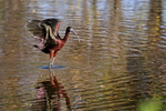 Glossy Ibis with raised wings, Wakodahatchee Wetlands, Florida