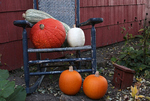Cliche Pumpkin Scene