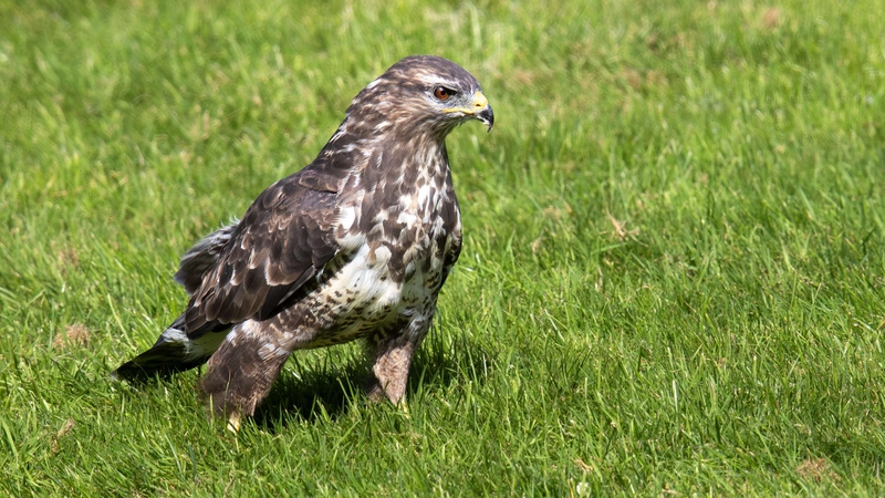 CoCommon Buzzard - Gigrin Farm - Wales