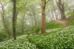 z2704 WIld Ramson Greatwood Copse