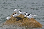 Sandwich Terns
