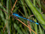 Azure Damselfly