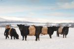 Frear-Belties
