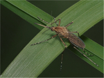Banded Mosquito