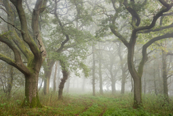 Wether woods in Mist