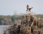 Osprey portfolio