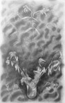 Phoenix 36in x 60in