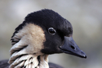 Nene