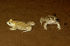 Natterjack Toad