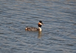 Great Crested Grebe