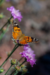 painted lady Vanessa cardui-788