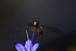 Hoverfly on a Blue Tansy - 4079_00019