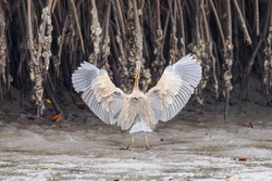 Purple Heron