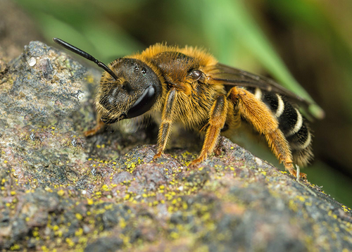 [I]Halictus rubicundus[/I] female. Warwickshire, April 2014.