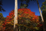 Autumn Trunks-1013