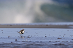 Two-banded Plover on beach, Sea Lion Island
