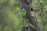 Rose-ringed Parakeet