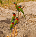 Red Throated Bee Eaters