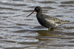 Spotted Redshank