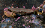 Cancer pagurus