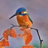 Kingfisher 1